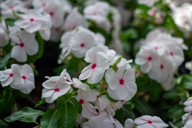 Foto close-up de planta de flor branca