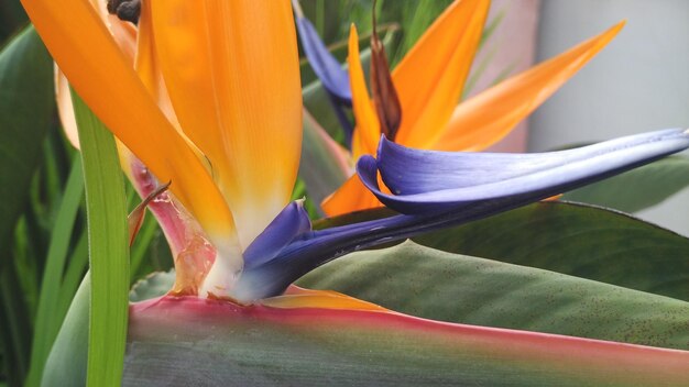 Foto close-up de planta de flor de laranja