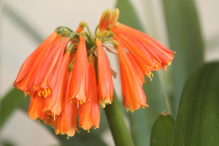 Foto close-up de planta de flor de laranja