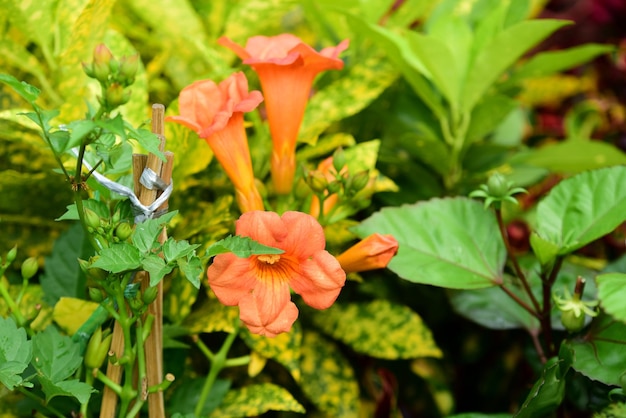 Close-up de planta de flor de laranja