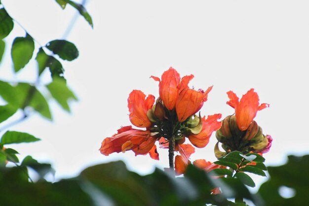 Foto close-up de planta de flor de laranja