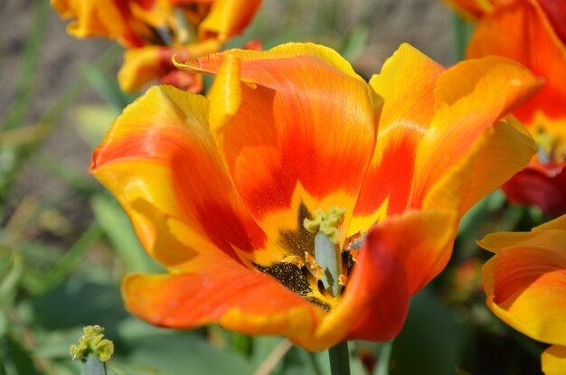 Close-up de planta de flor de laranja