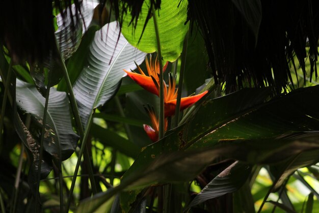 Foto close-up de planta de flor de laranja