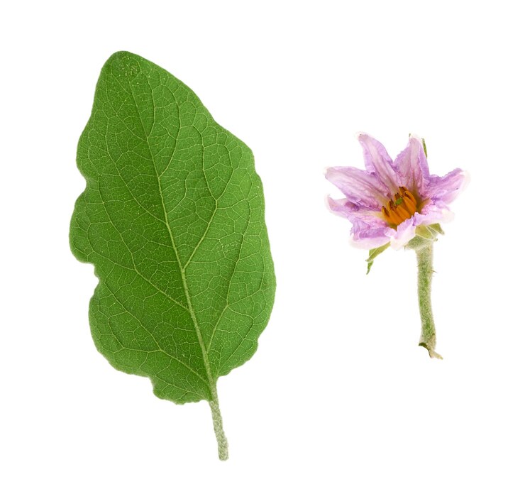 Foto close-up de planta de flor rosa contra fundo branco