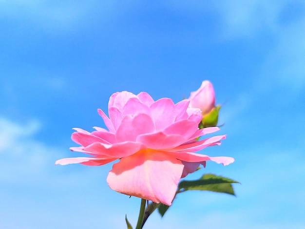 Close-up de planta de flor rosa contra o céu azul