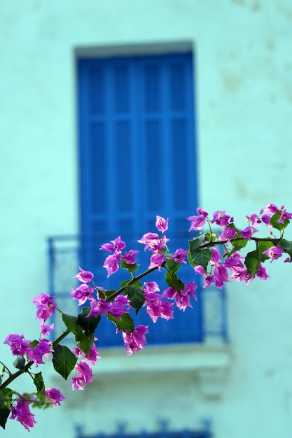 Foto close-up de planta de flor rosa contra o céu azul