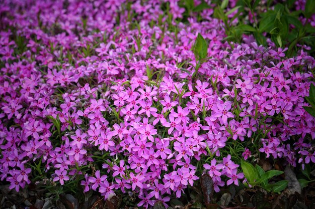 Foto close-up de planta de flor rosa no campo