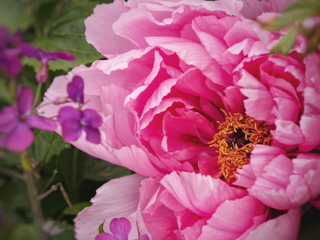 Foto close-up de planta de flor rosa rosa dupla de papoula quadro completo