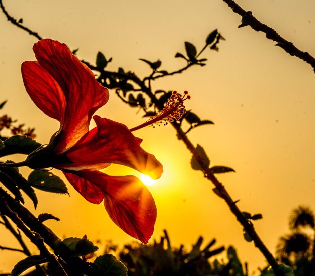 Foto close-up de planta de flor vermelha contra o céu durante o pôr-do-sol