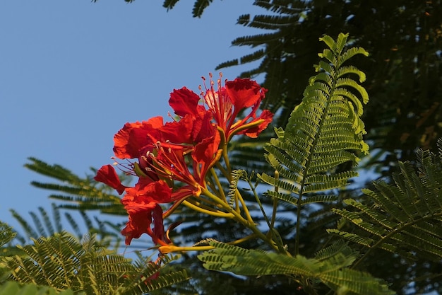 Foto close-up de planta de flor vermelha contra o céu