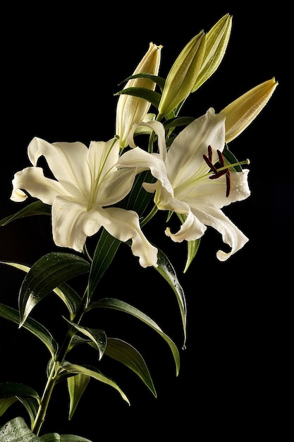 Close-up de planta de flores brancas contra fundo preto