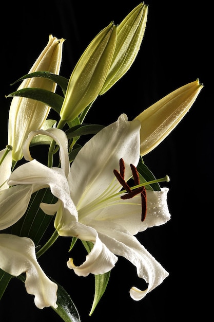 Close-up de planta de flores brancas contra fundo preto