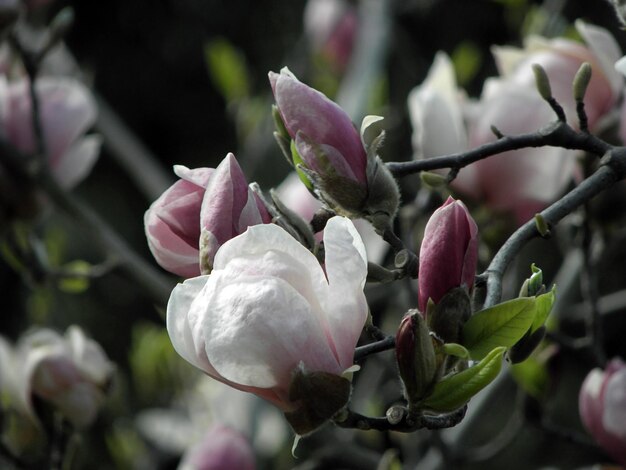 Foto close-up de planta de flores brancas frescas