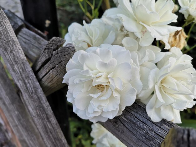 Close-up de planta de flores brancas