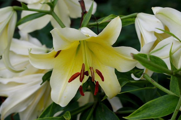 Close-up de planta de flores brancas