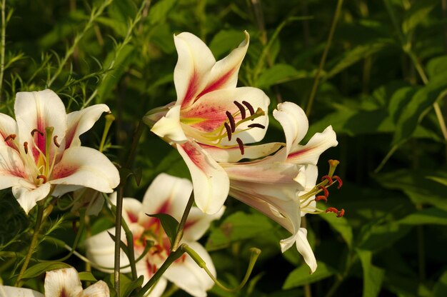 Foto close-up de planta de flores brancas