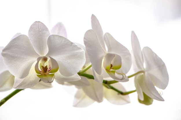 Close-up de planta de flores brancas