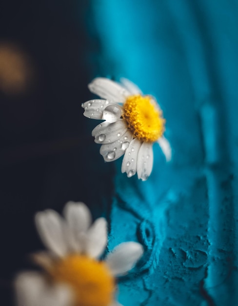 Close-up de planta de flores brancas