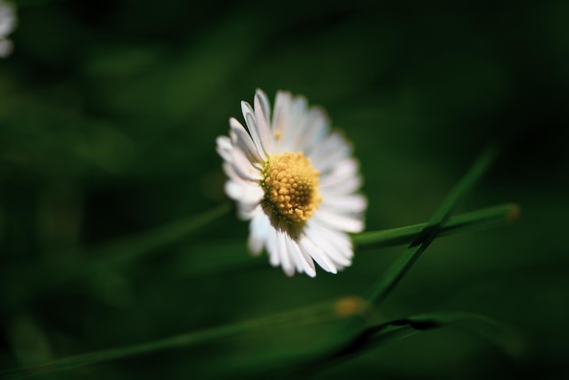 Close-up de planta de flores brancas