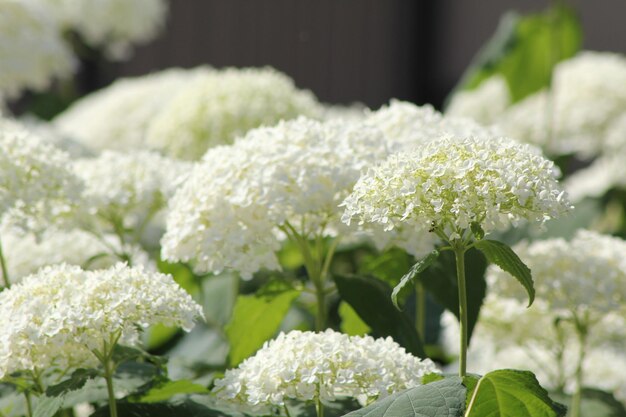 Close-up de planta de flores brancas