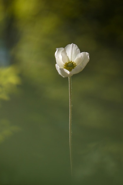 Foto close-up de planta de flores brancas