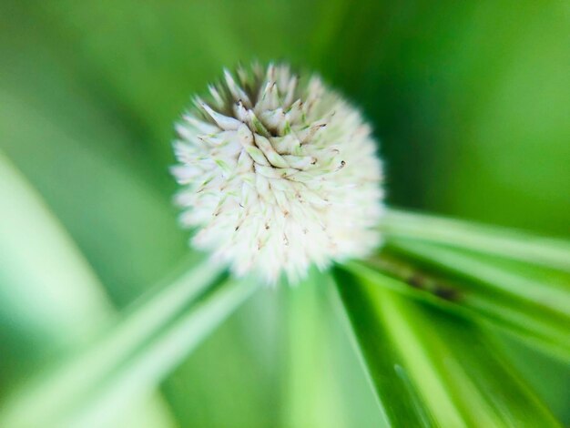 Foto close-up de planta de flores brancas