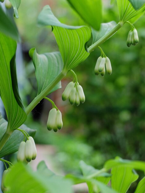 Foto close-up de planta de flores brancas