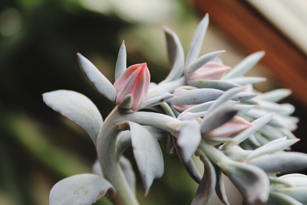 Foto close-up de planta de flores brancas