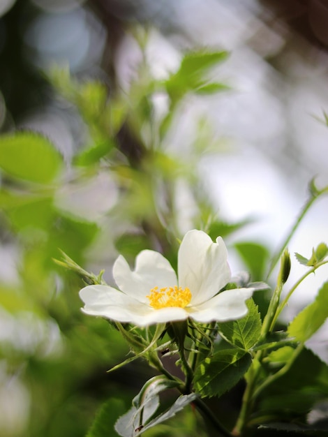 Close-up de planta de flores brancas