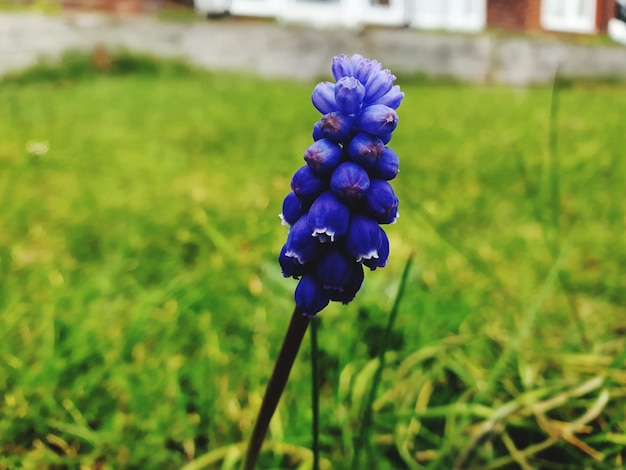 Foto close-up de planta de flores roxas no campo