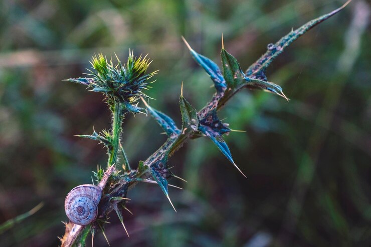 Foto close-up de planta de flores roxas no campo