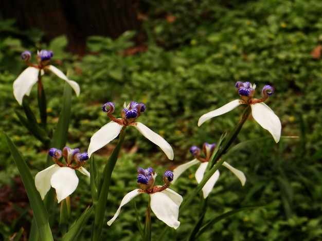 Close-up de planta de flores roxas no campo