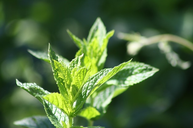 Close-up de planta de hortelã-pimenta em um dia ensolarado