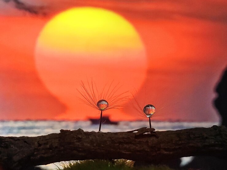 Foto close-up de planta em flor contra o céu durante o pôr-do-sol