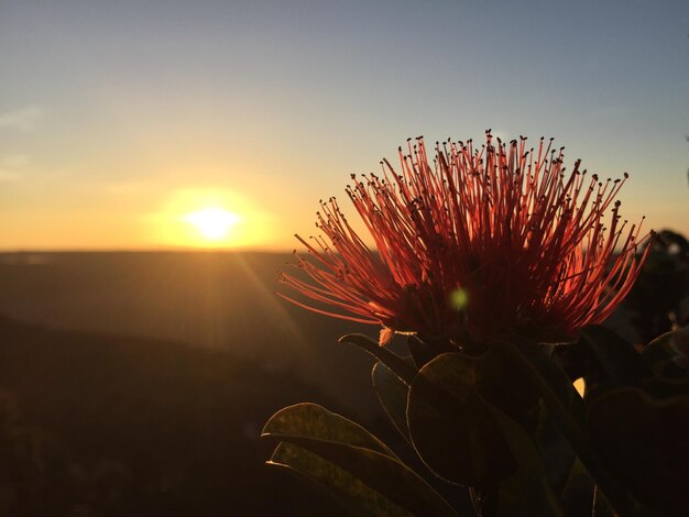 Foto close-up de planta em flor contra o céu durante o pôr-do-sol