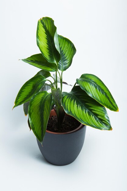 Close-up de planta em vaso com fundo branco