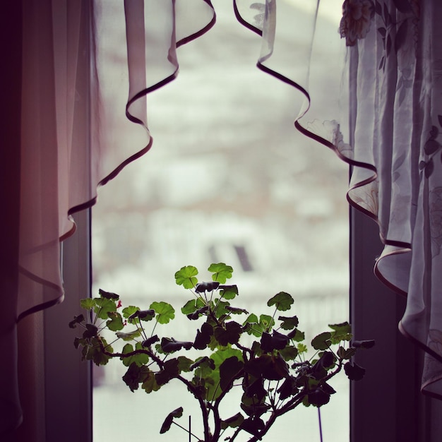 Foto close-up de planta em vaso contra a janela em casa