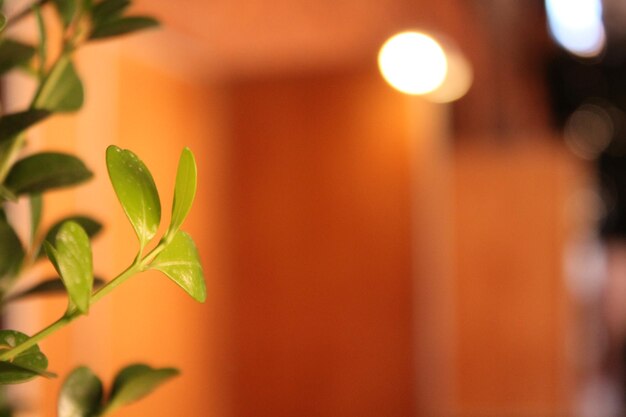 Foto close-up de planta em vaso contra a parede