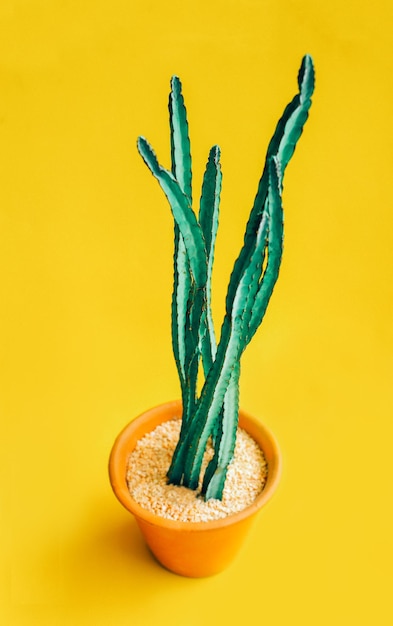 Close-up de planta em vaso contra fundo amarelo