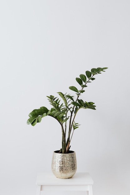 Close-up de planta em vaso contra fundo branco