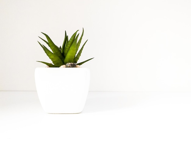 Foto close-up de planta em vaso contra fundo branco