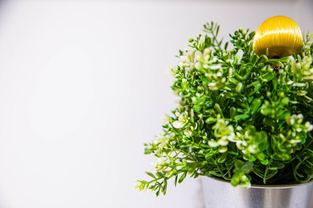 Foto close-up de planta em vaso contra fundo branco