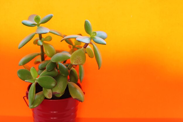 Foto close-up de planta em vaso contra fundo laranja