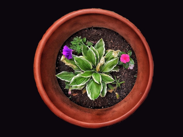 Foto close-up de planta em vaso contra fundo preto