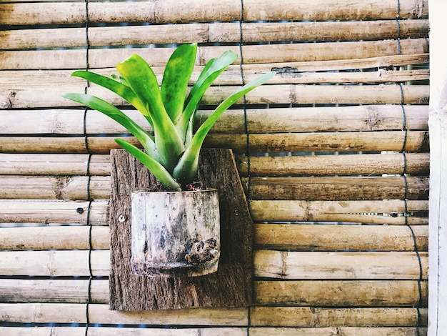 Close-up de planta em vaso contra parede de madeira