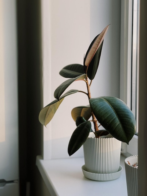 Close-up de planta em vaso em casa