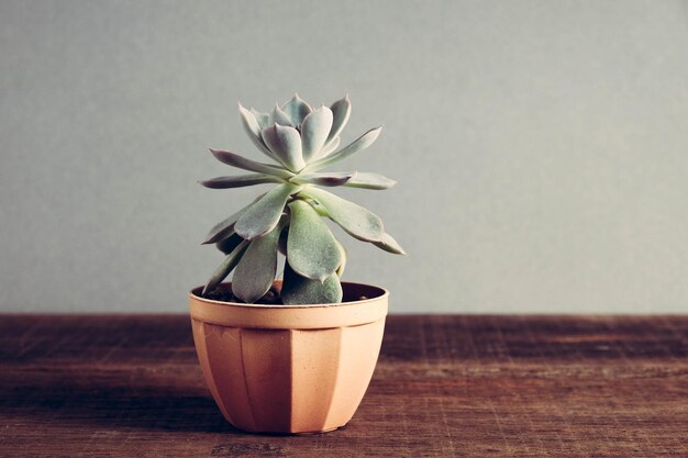 Foto close-up de planta em vaso em mesa contra a parede