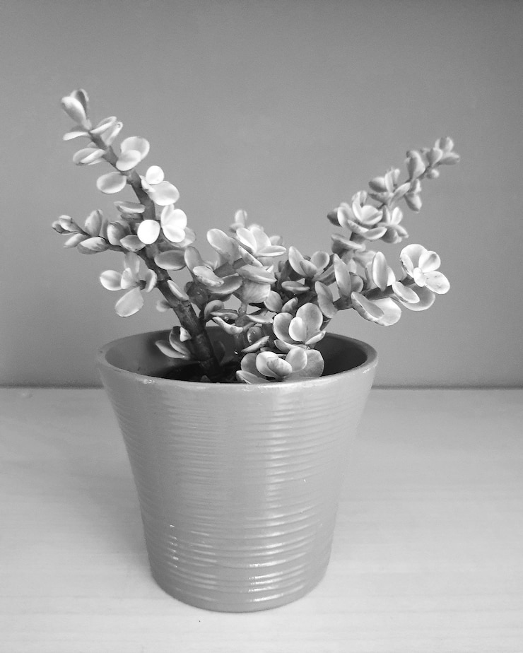 Foto close-up de planta em vaso em mesa contra fundo branco