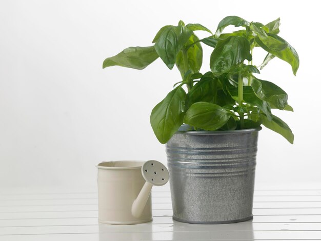 Foto close-up de planta em vaso em mesa contra fundo branco