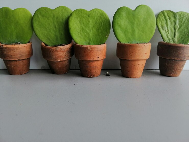 Foto close-up de planta em vaso na mesa